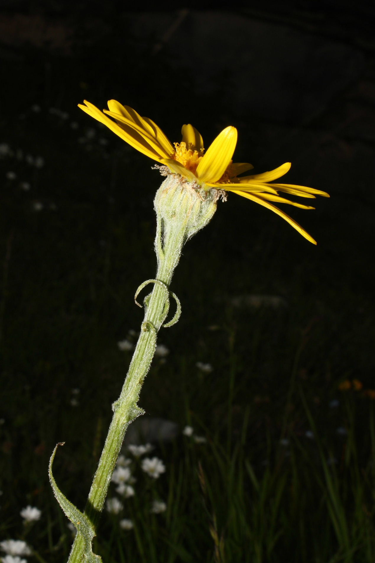 Senecio doronicum subsp. doronicum / Senecione mezzano